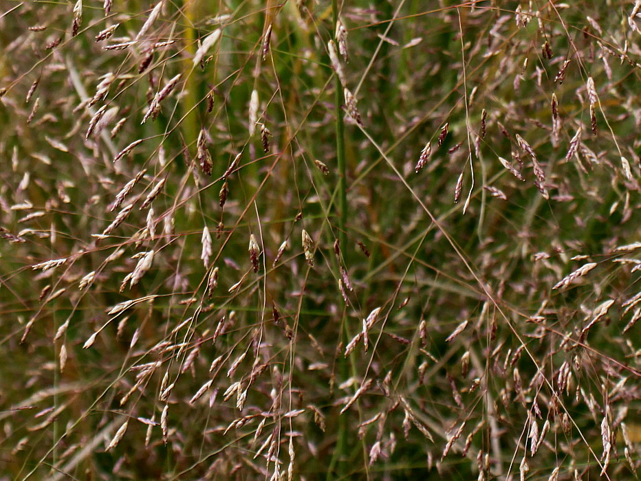 Image of Eragrostis trichodes specimen.