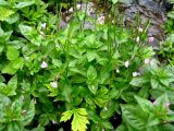 Epilobium glandulosum