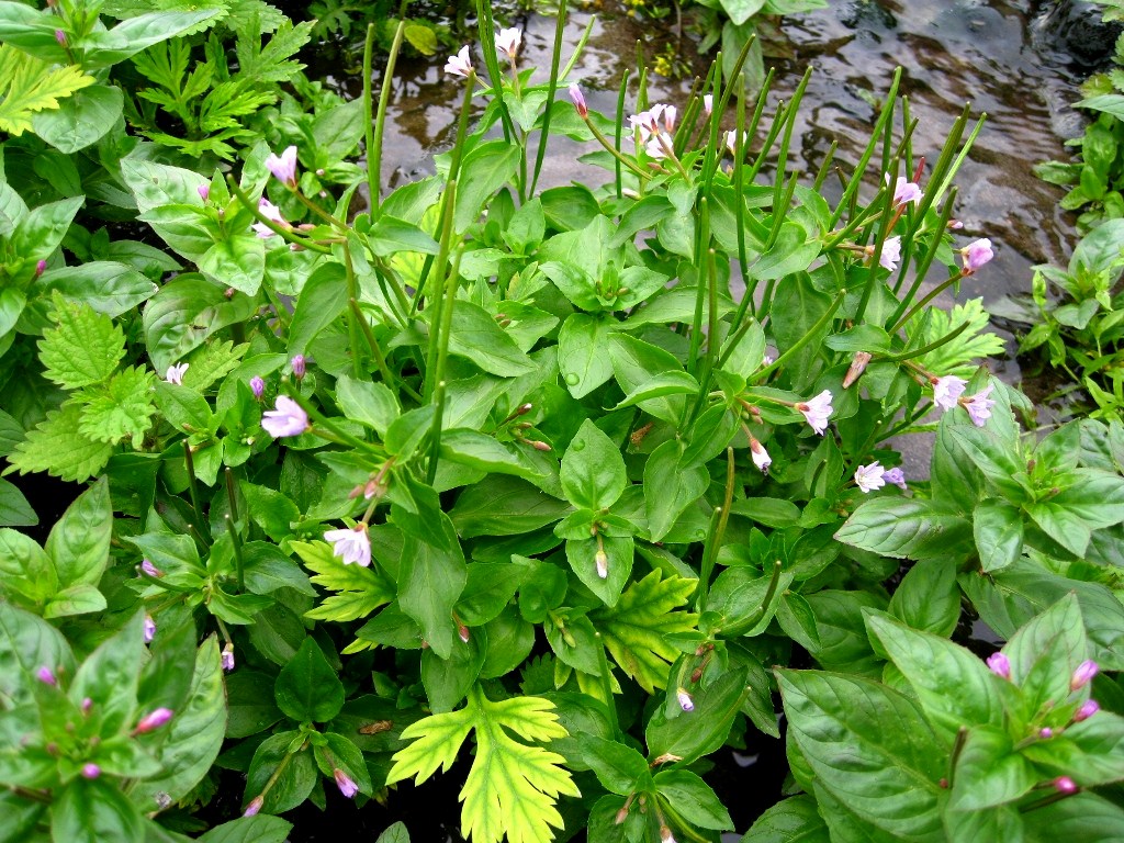 Изображение особи Epilobium glandulosum.