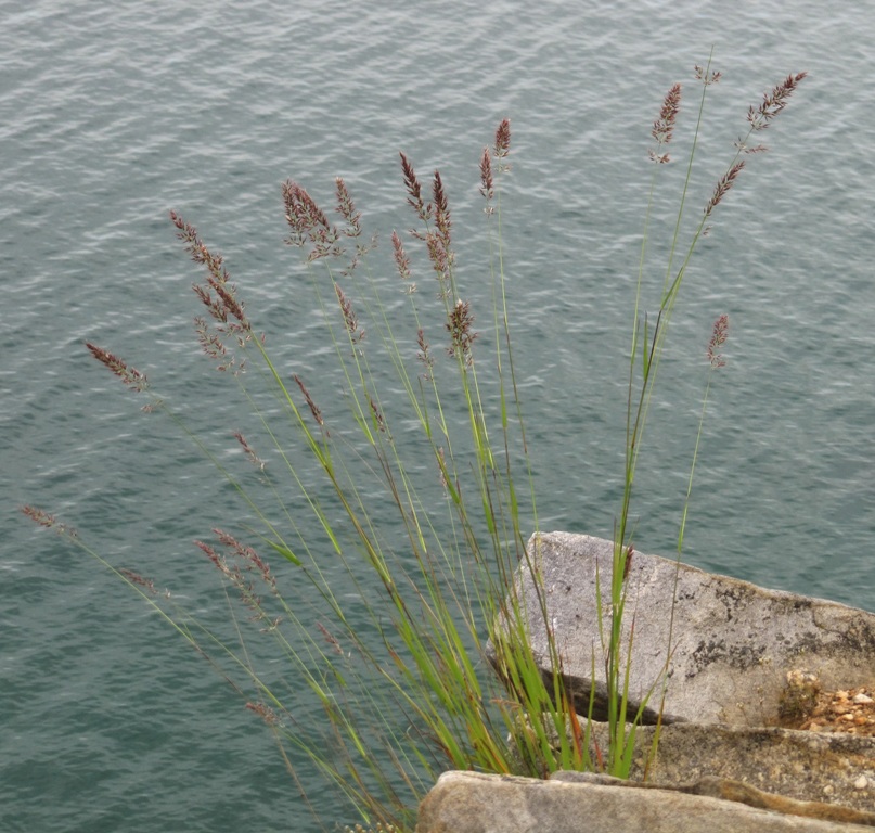 Image of Calamagrostis korotkyi specimen.