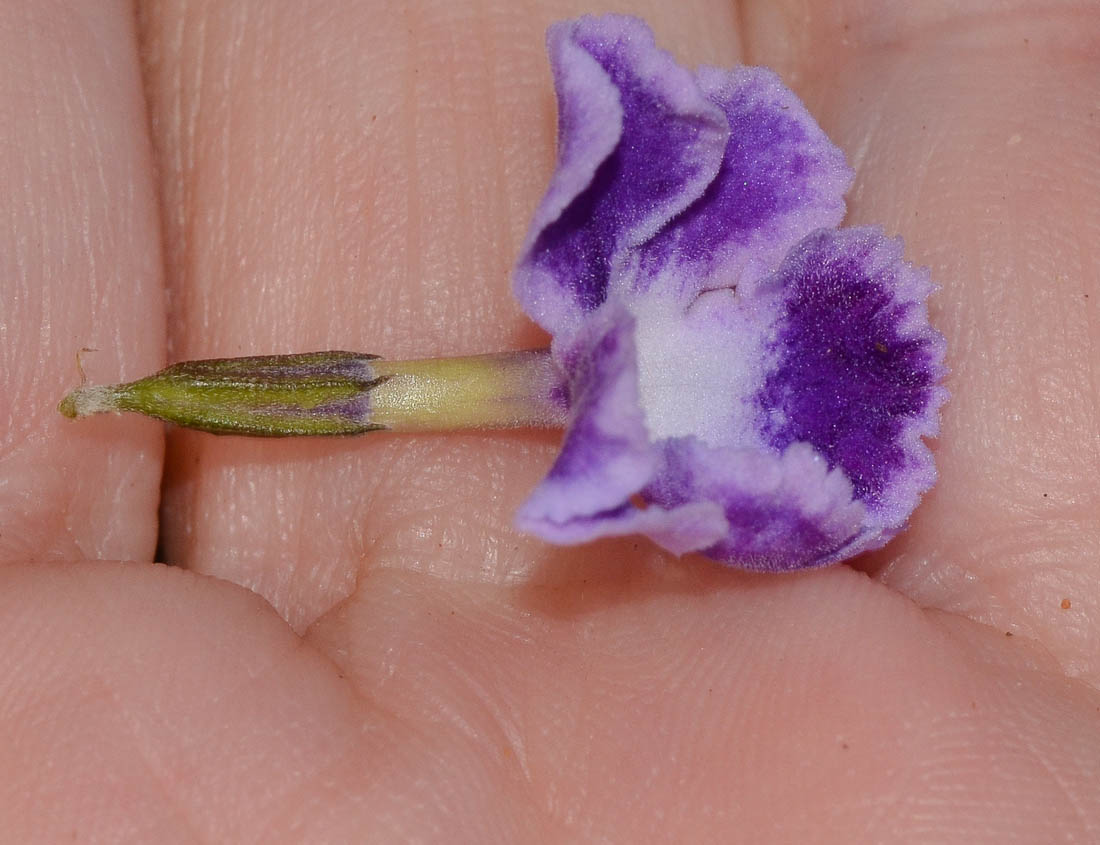 Image of Duranta erecta specimen.
