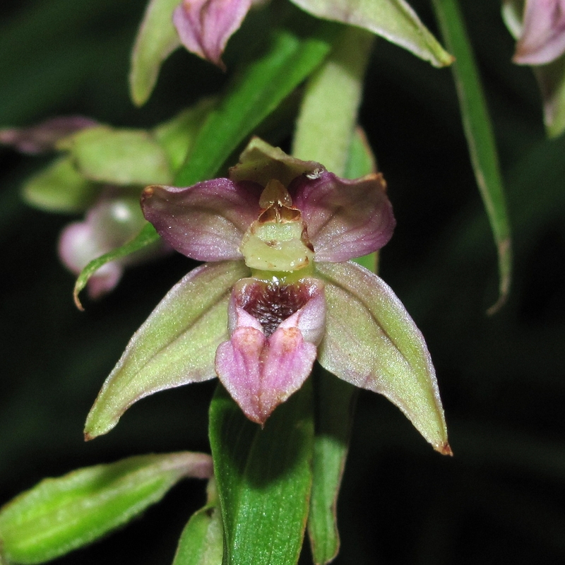 Изображение особи Epipactis helleborine.