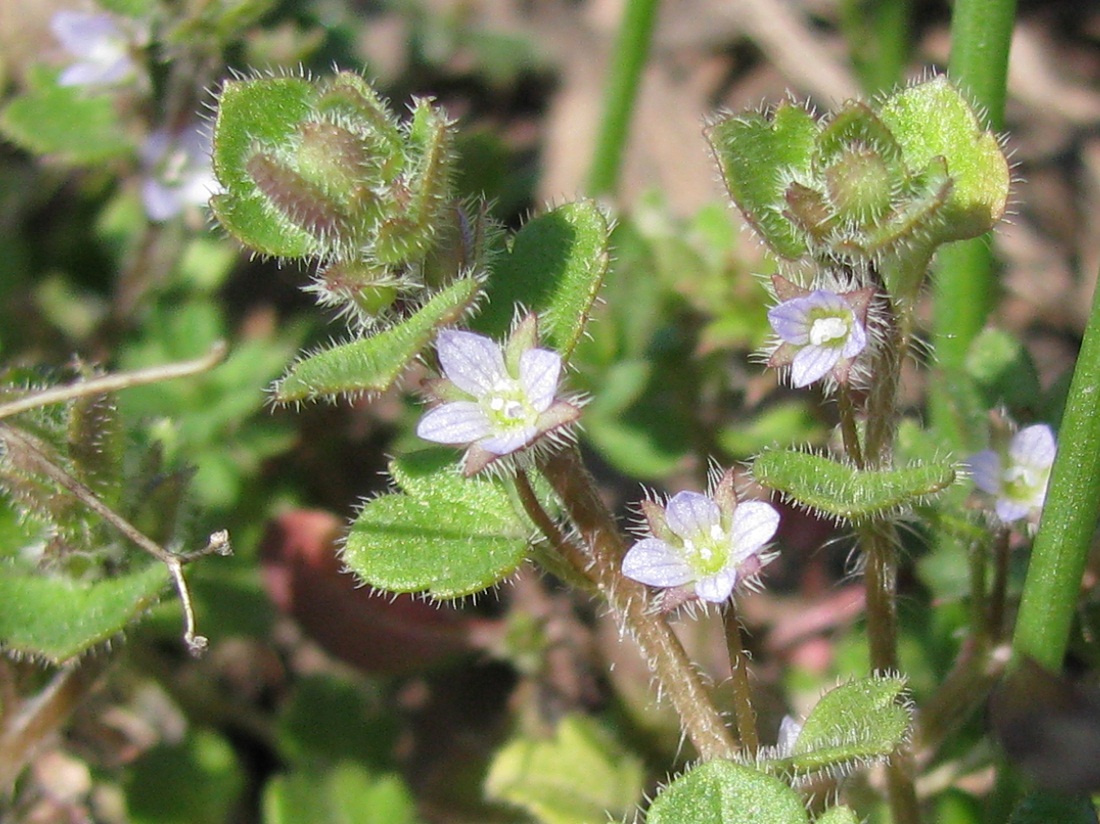 Image of Veronica sublobata specimen.