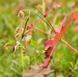 Geranium platyanthum. Верхушка плодоносящего растения с листьями в осенней окраске. Полярный Урал, бассейн р. Собь, руч. Валунный. 10.08.2012.