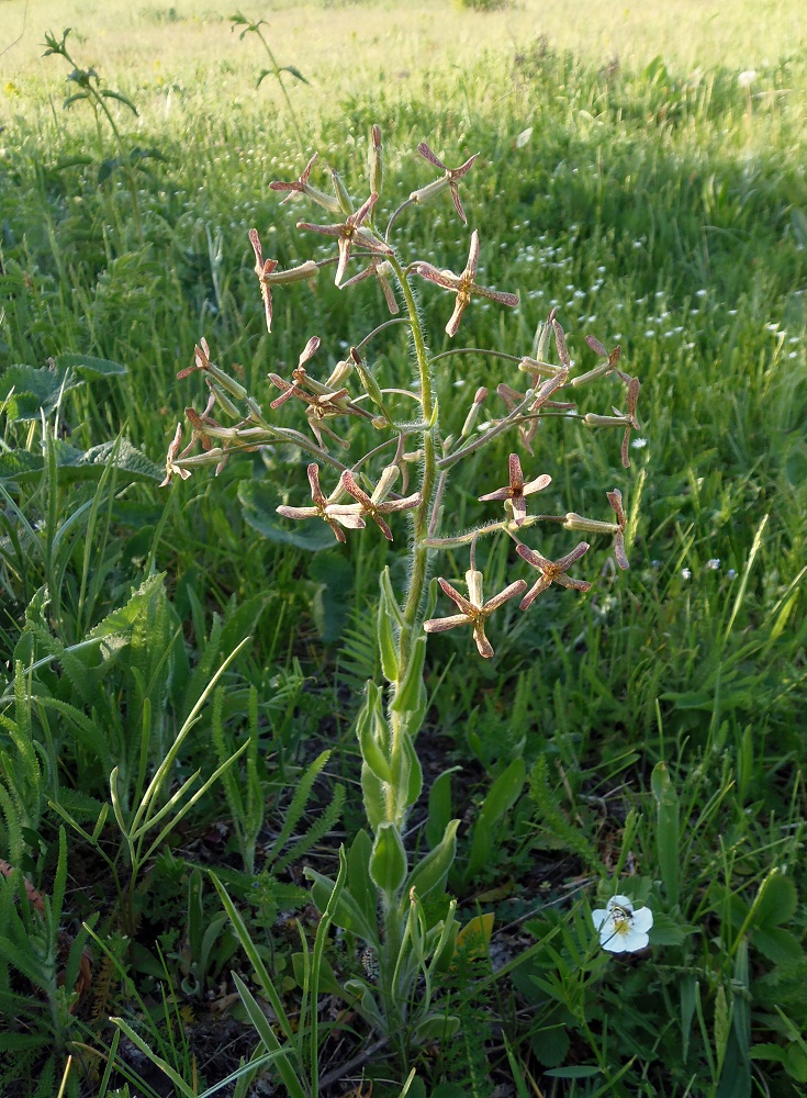 Изображение особи Hesperis tristis.