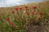 Rhodiola algida