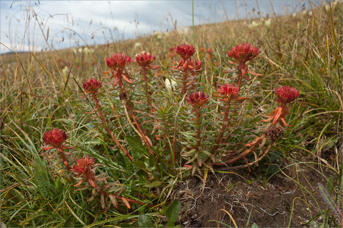 Изображение особи Rhodiola algida.