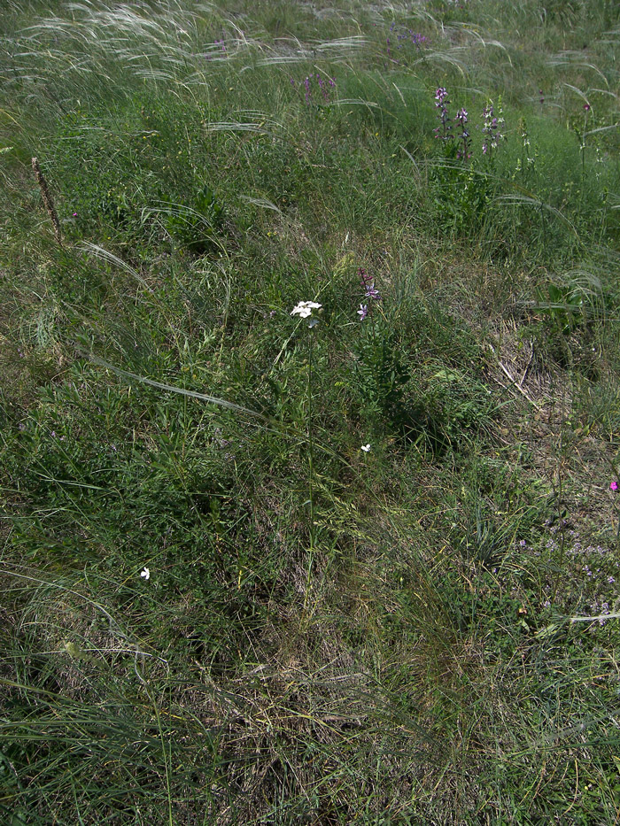 Image of Dianthus capitatus specimen.