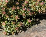 Iberis sempervirens