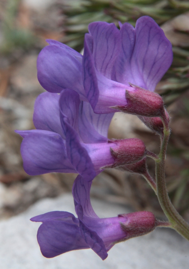 Изображение особи Vicia olchonensis.