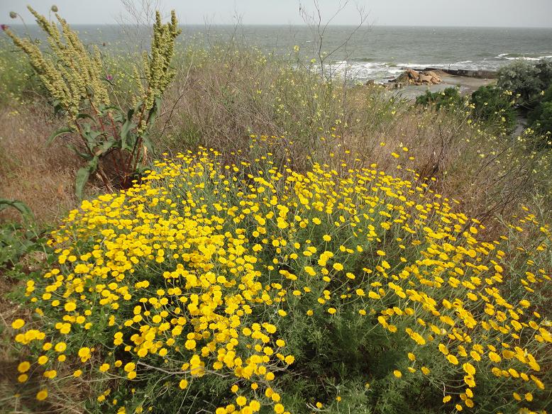 Изображение особи Anthemis tinctoria.