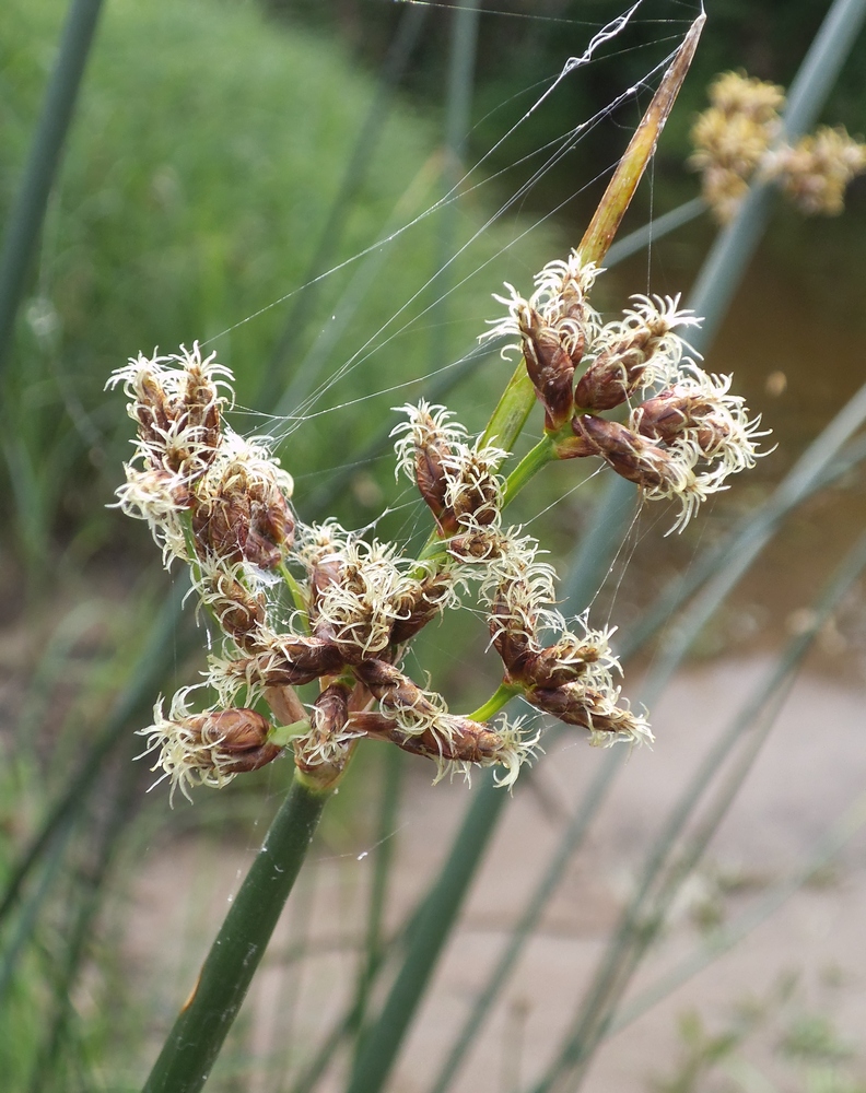 Изображение особи Schoenoplectus lacustris.