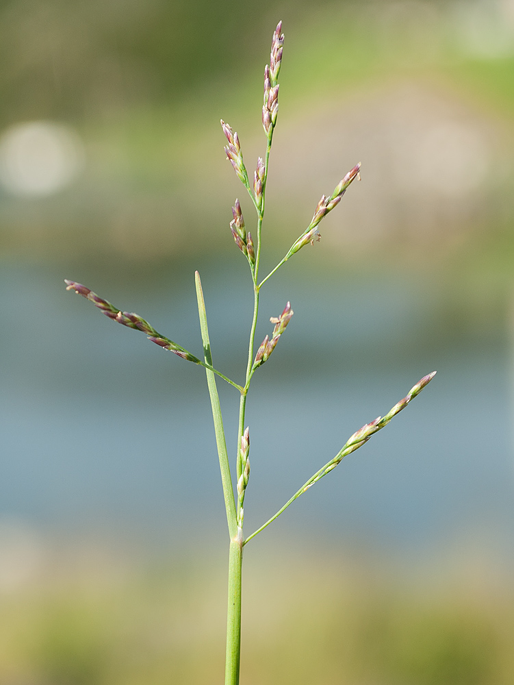 Изображение особи Puccinellia maritima.