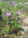 Malva mauritiana