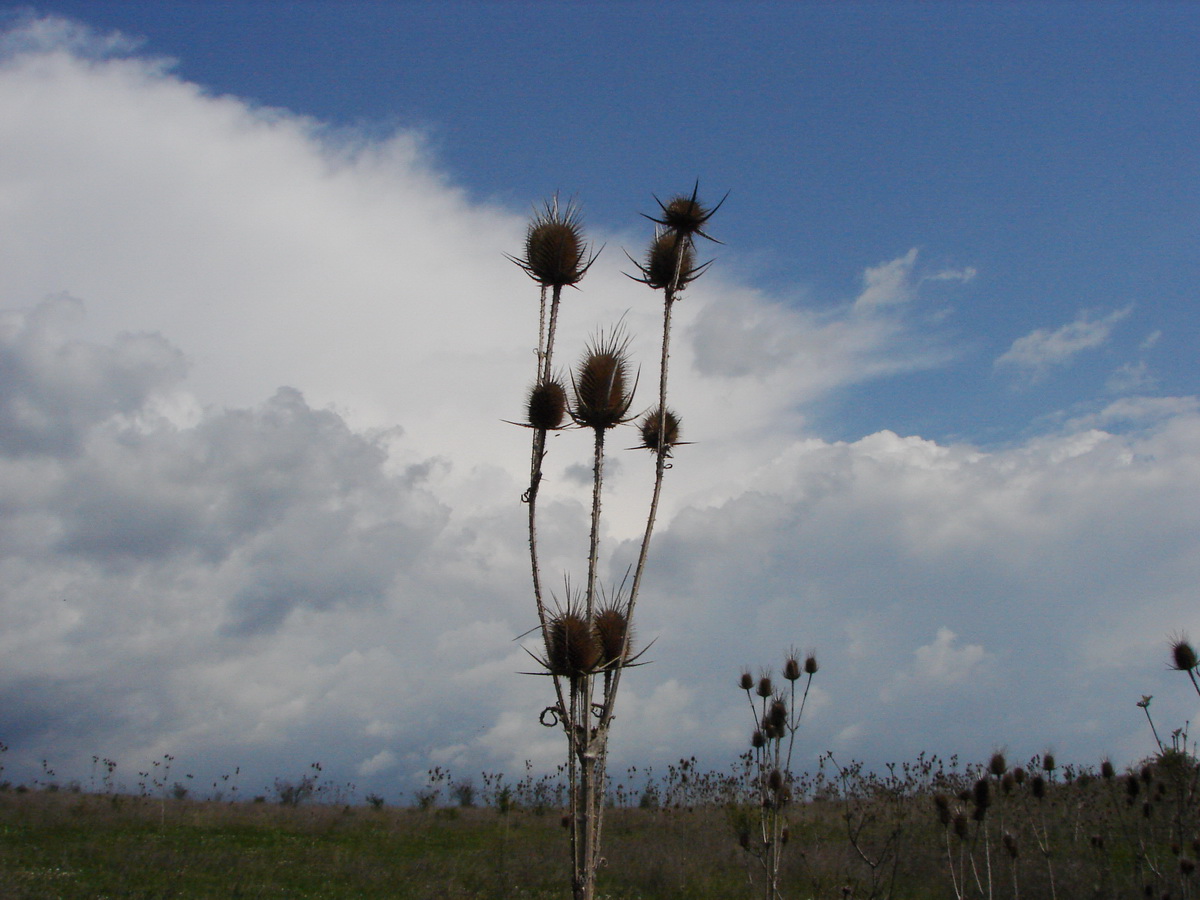 Изображение особи Dipsacus laciniatus.