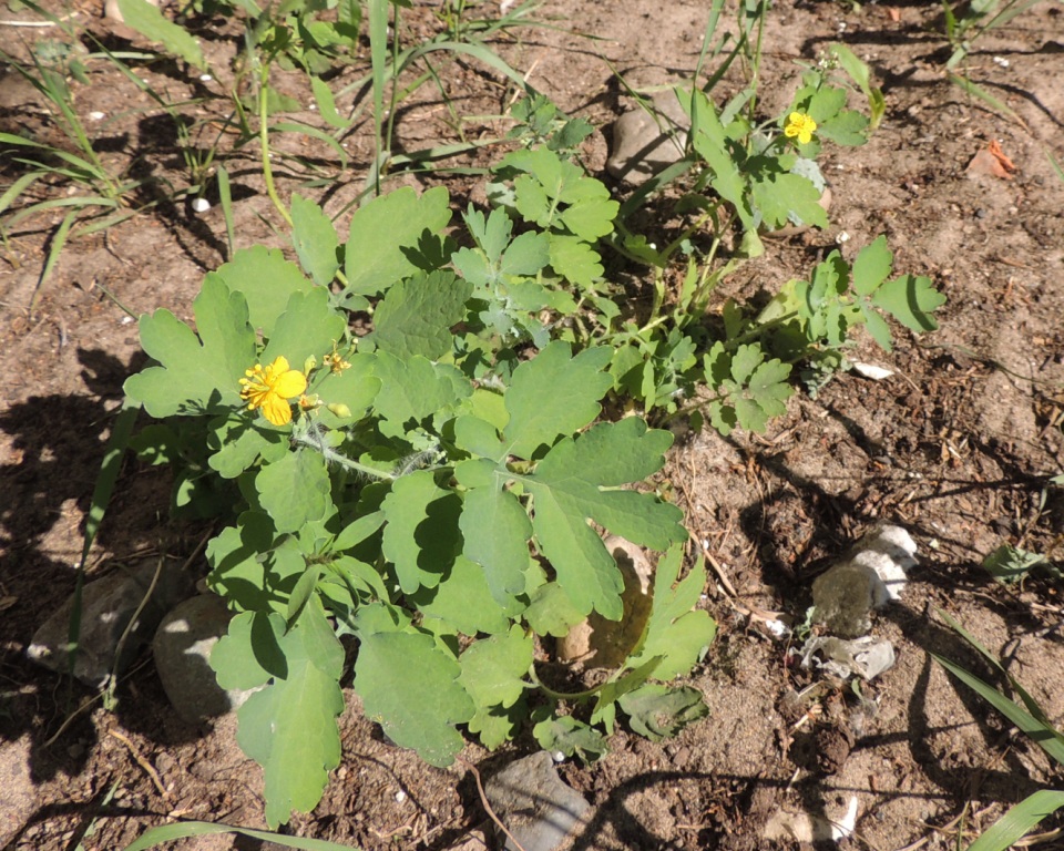 Image of Chelidonium majus specimen.