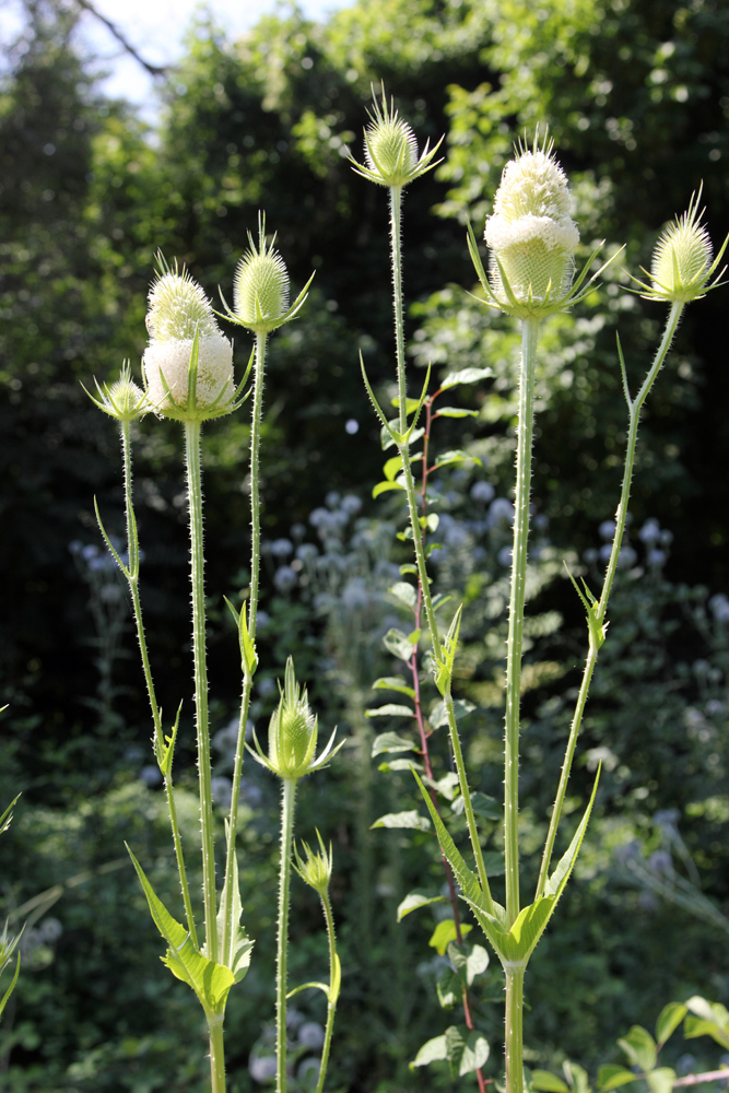 Image of Dipsacus laciniatus specimen.