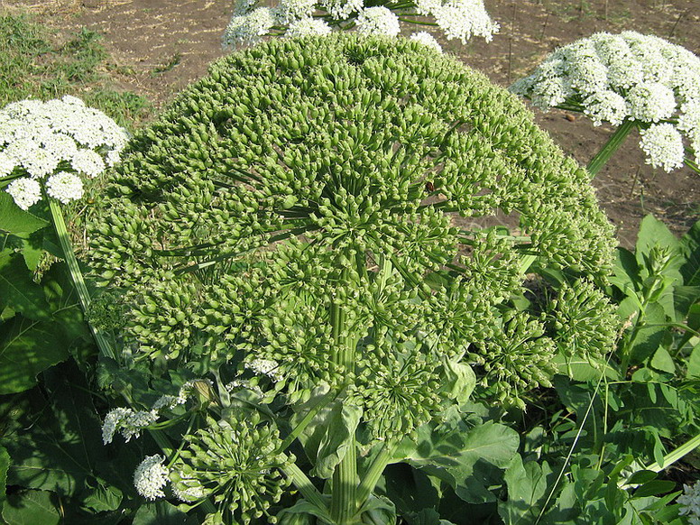 Image of Heracleum stevenii specimen.