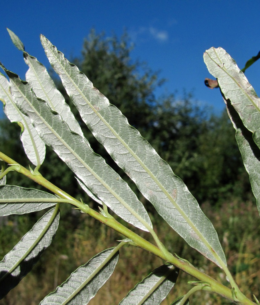 Изображение особи Salix viminalis.