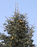 Abies form glauca