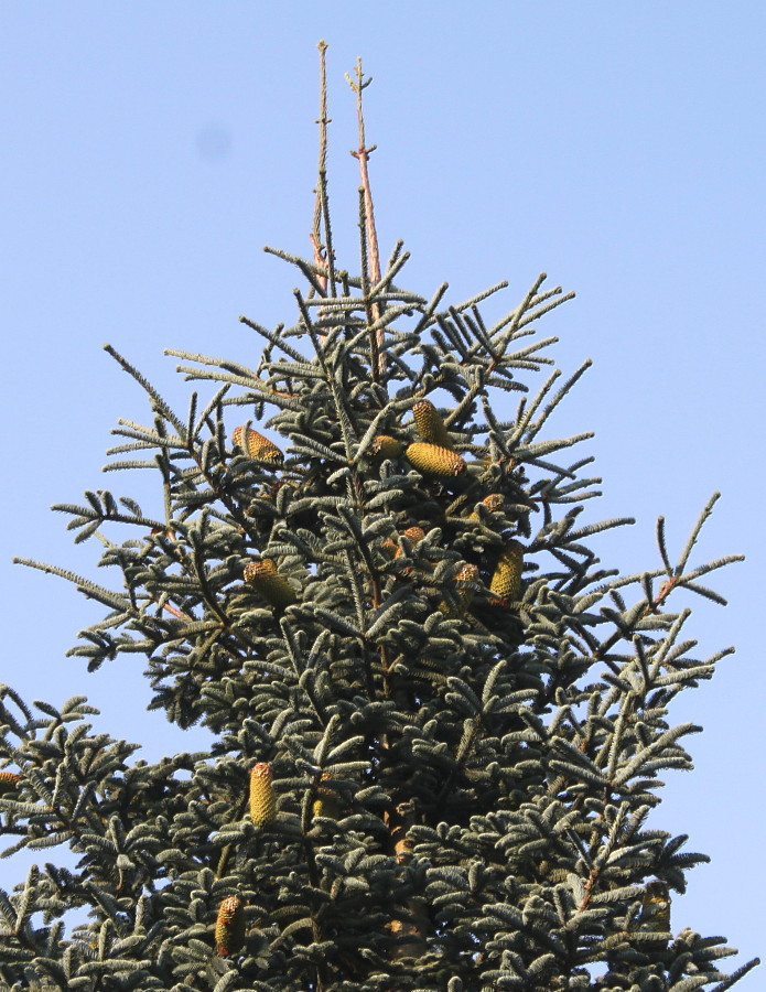 Image of Abies procera f. glauca specimen.