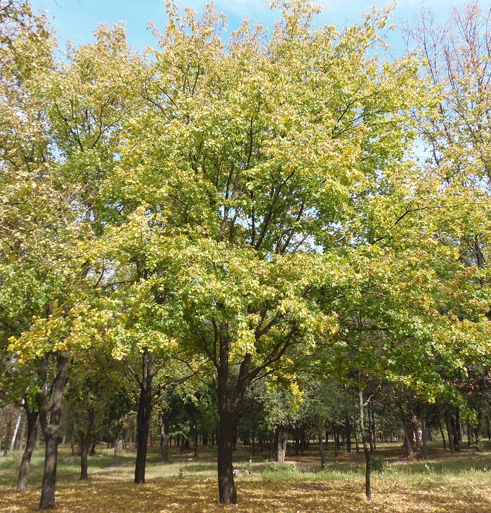 Image of Acer campestre specimen.