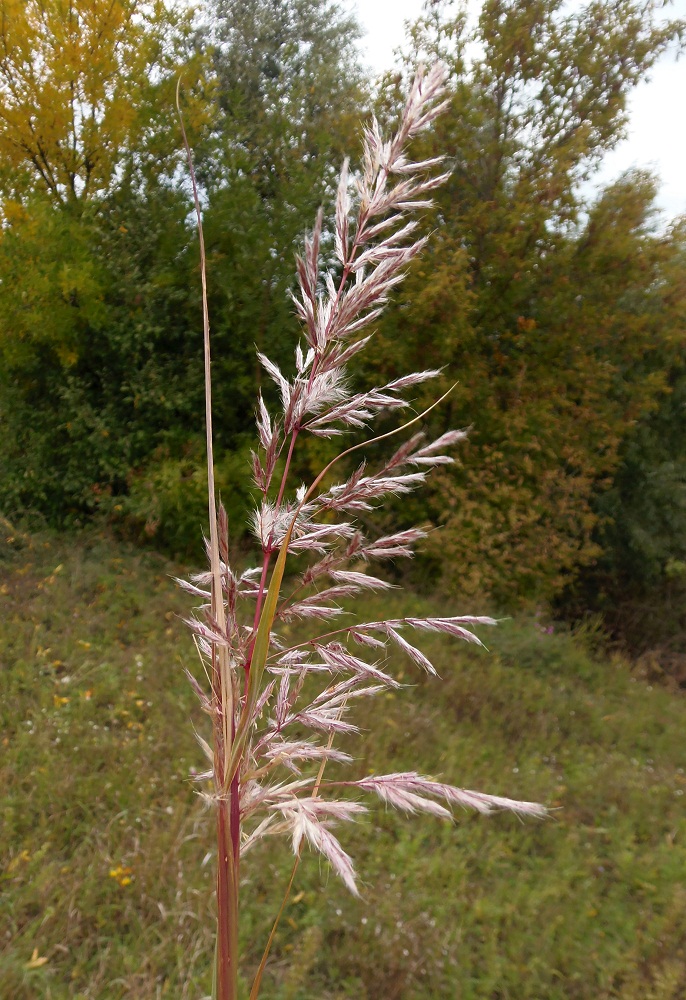 Image of genus Saccharum specimen.