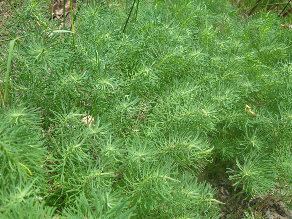 Изображение особи Euphorbia cyparissias.