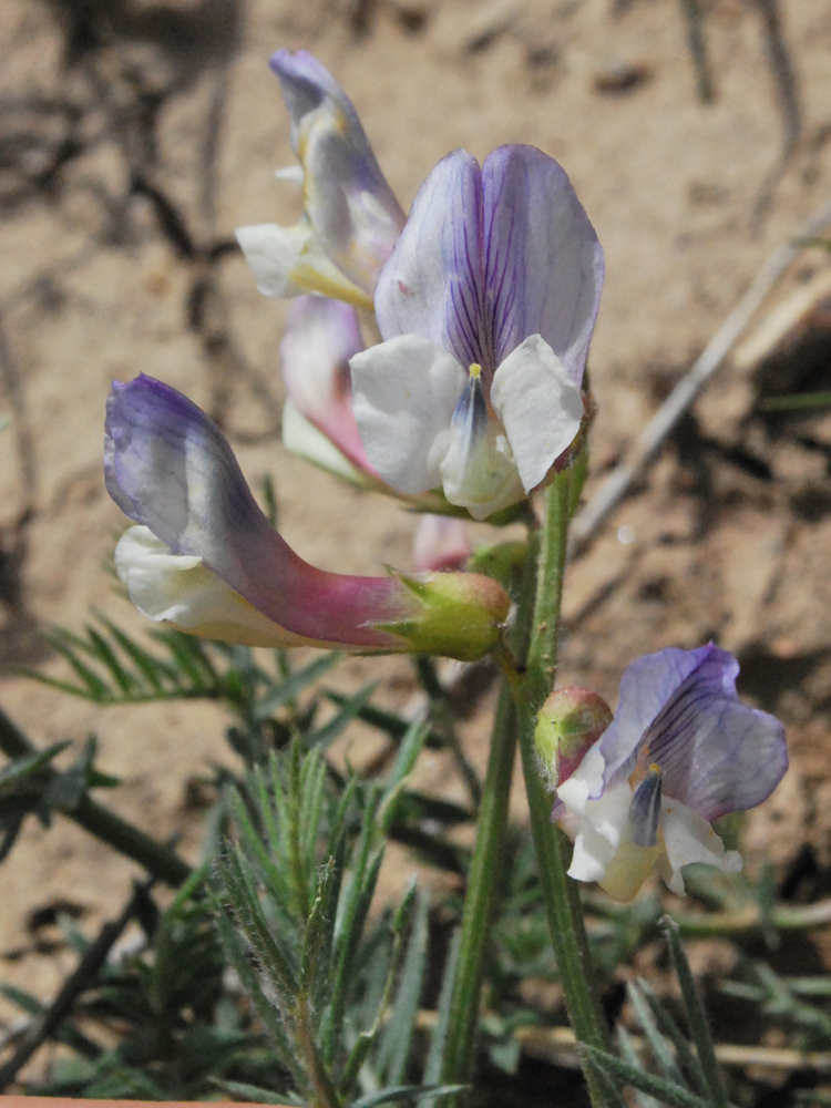 Image of Vicia subvillosa specimen.