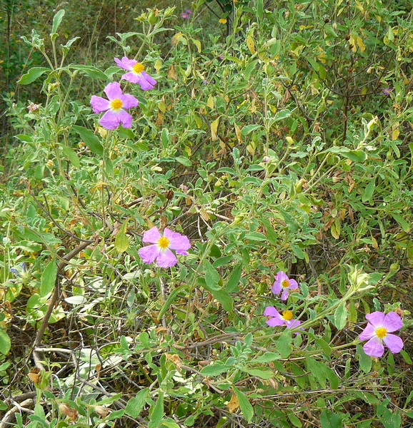 Image of Cistus tauricus specimen.