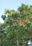 Peltophorum pterocarpum. Кроны цветущих и плодоносящих деревьев. Таиланд, остров Пханган. 25.06.2013.