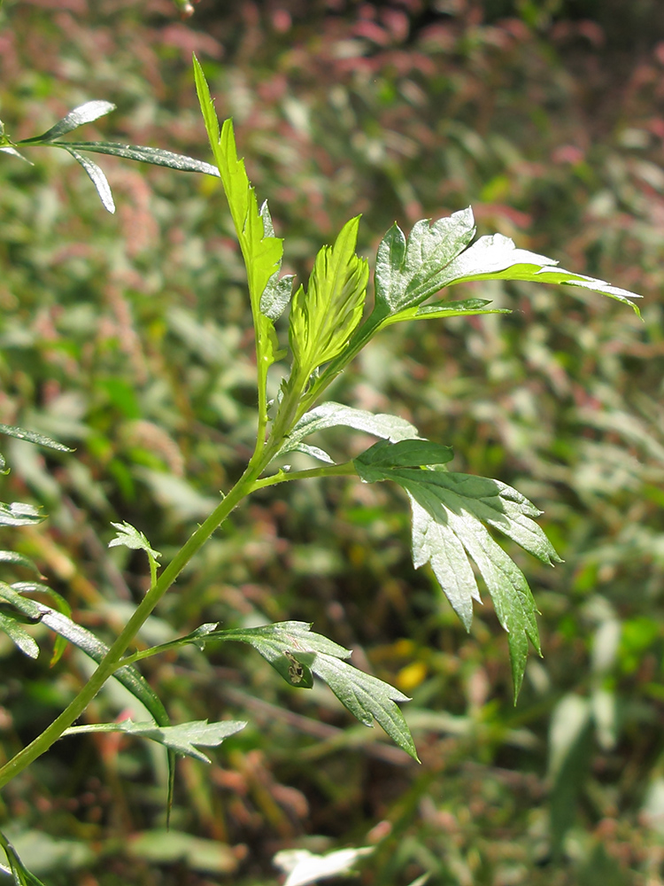 Изображение особи Artemisia vulgaris.