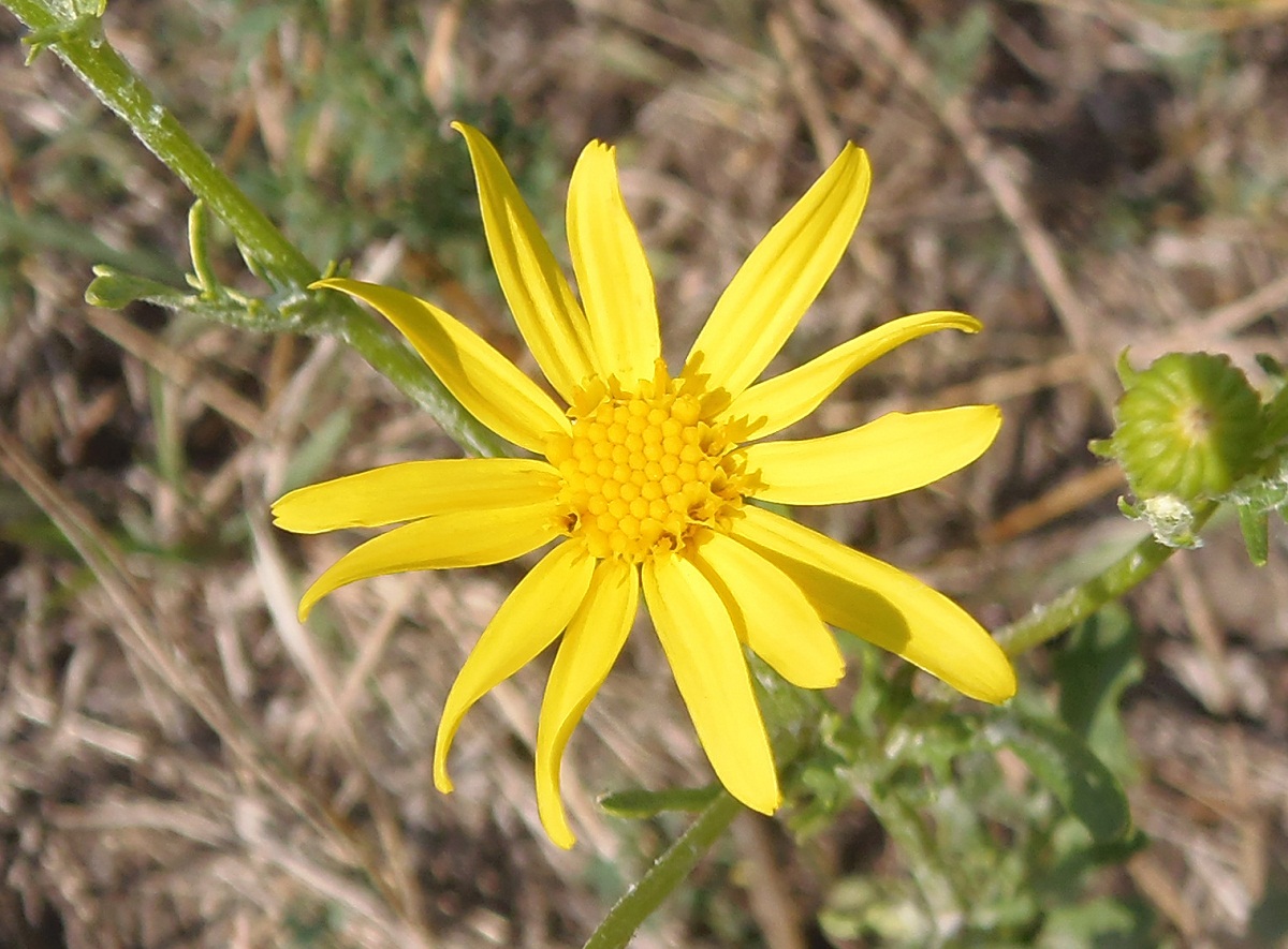 Изображение особи Senecio borysthenicus.