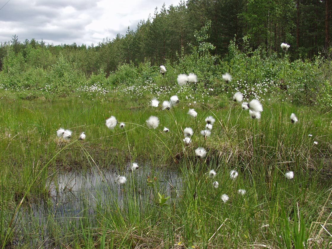 Изображение особи Eriophorum vaginatum.