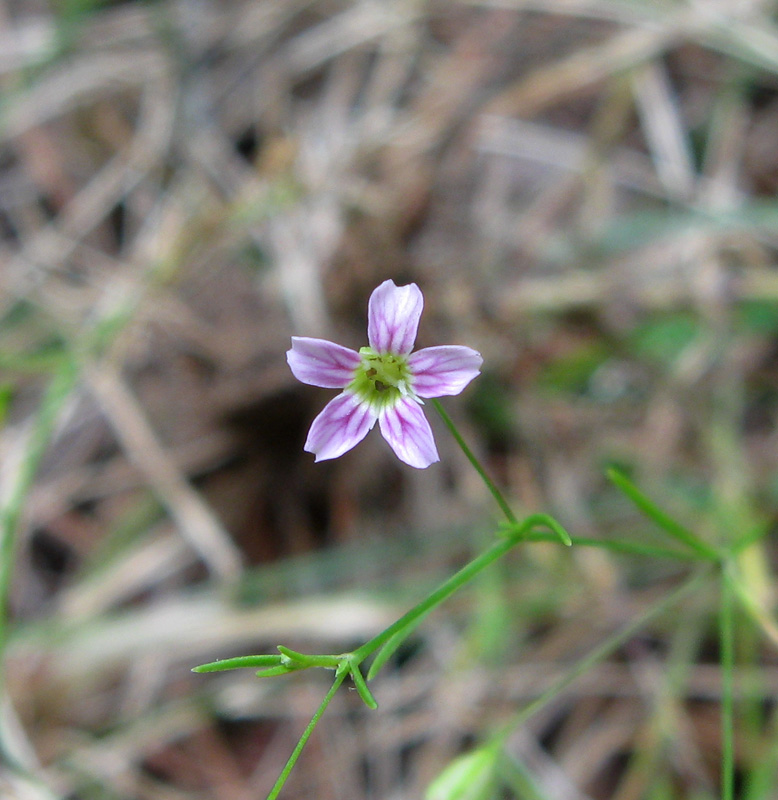 Изображение особи Psammophiliella muralis.