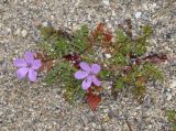 род Erodium