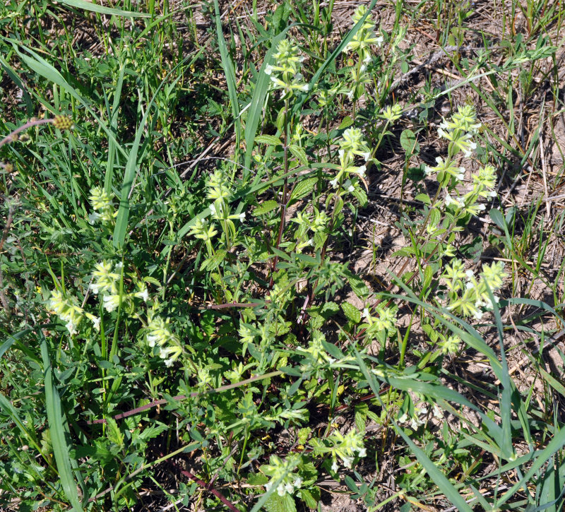 Image of Stachys pubescens specimen.