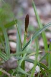 Carex brevicollis. Цветущее растение. Молдова, Страшенский р-н, с. Каприяна, свежая грабовая дубрава. 16.03.2014.