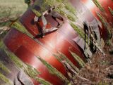 Prunus serrula. Средняя часть одной из скелетных ветвей (увеличено). Германия, г. Дюссельдорф, Ботанический сад университета. 02.03.2014.