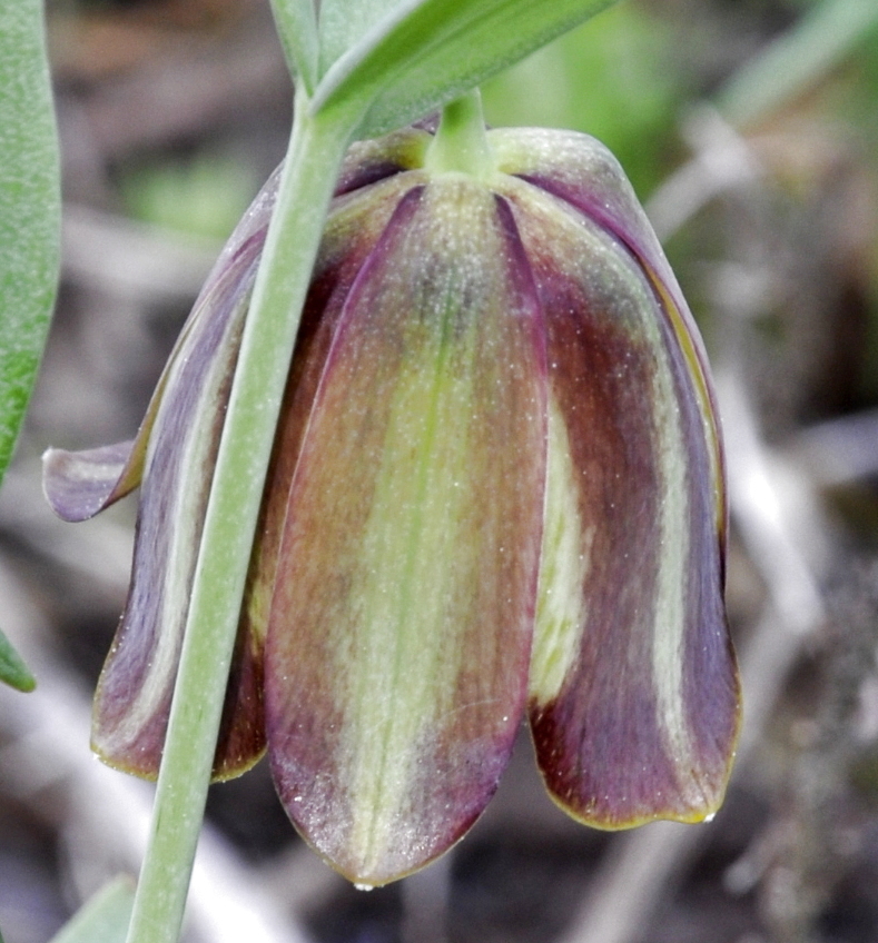 Image of Fritillaria pontica specimen.