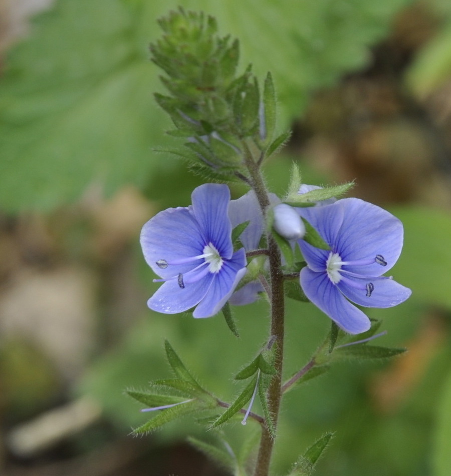 Image of Veronica chamaedrys specimen.