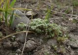 Artemisia opulenta. Всходы растения. Камчатский край, Петропавловска-Камчатского городской округ, южный склон сопки. 02.05.2014.