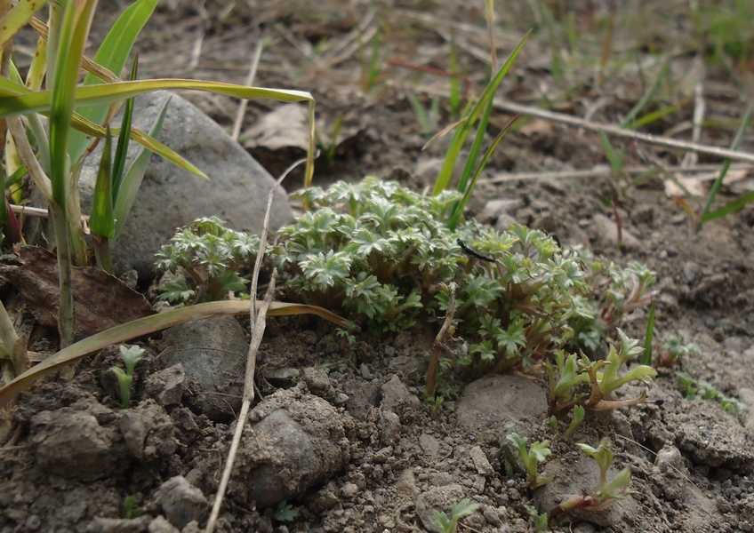 Изображение особи Artemisia opulenta.