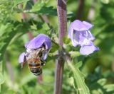 Dracocephalum moldavica. Цветки и фуражирующая пчела медоносная (Apis mellifera L.). Восточный Казахстан, Уланский р-н, с. Украинка, дачный участок, в культуре. 04.08.2012.