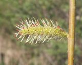 Salix vinogradovii