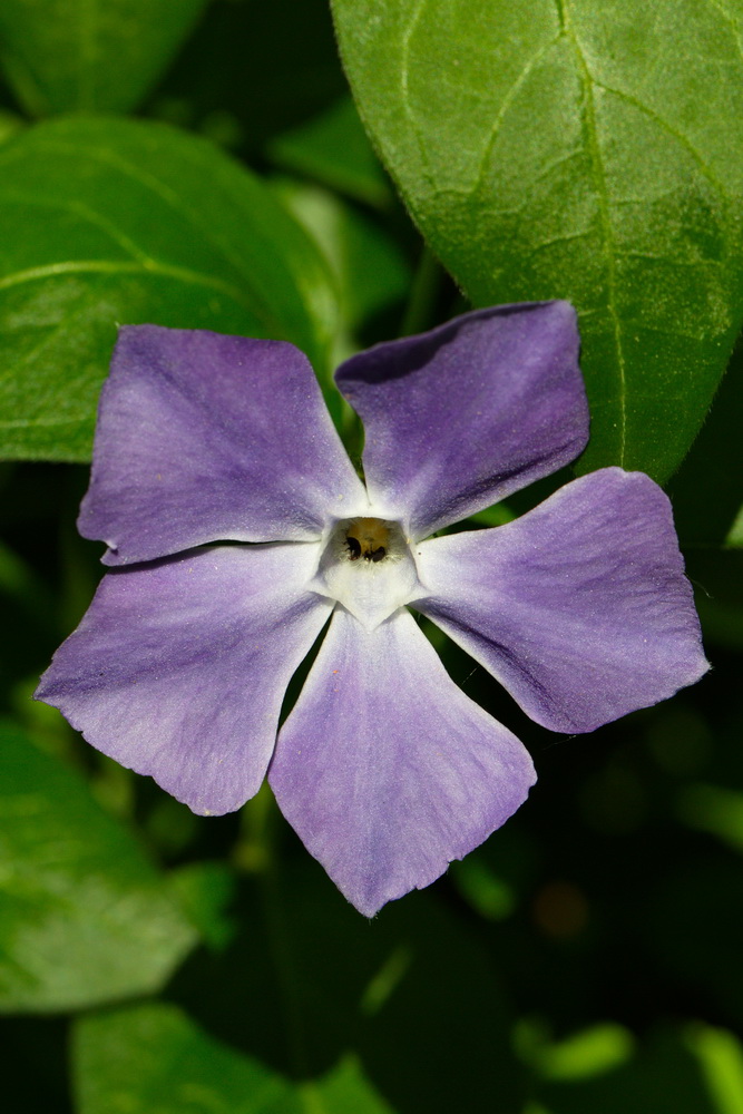 Изображение особи Vinca major.