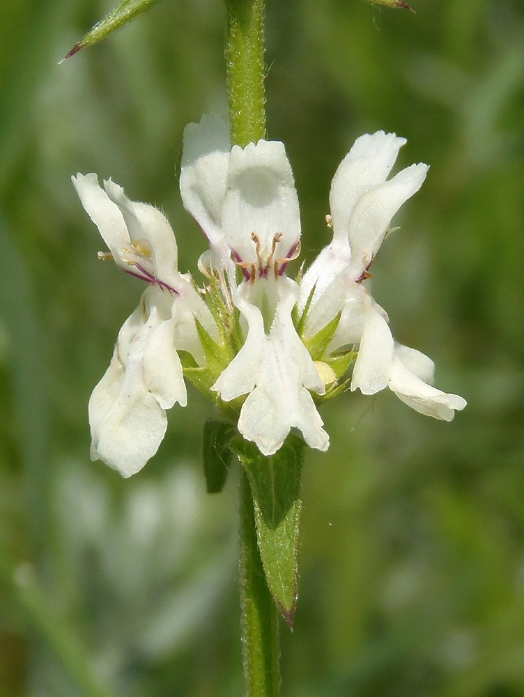 Изображение особи Stachys recta.