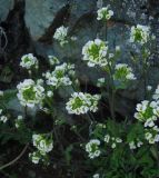 Draba hirta. Верхушки цветущих растения. Камчатский край, Петропавловск-Камчатский городской округ, Октябрьский р-н, бухта Моховая, скалы. 28.05.2014.