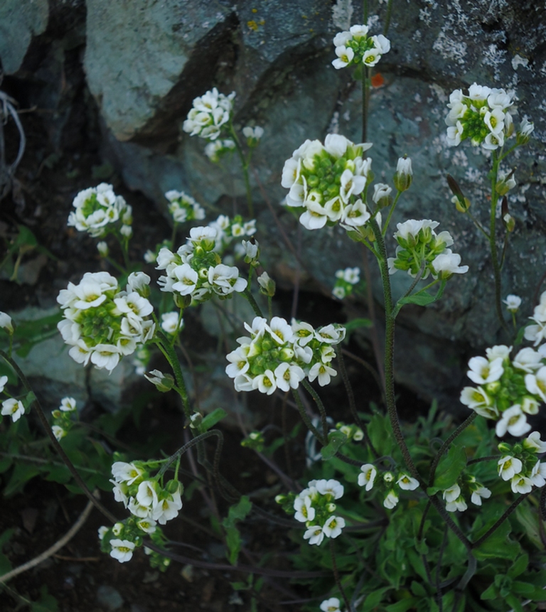 Image of Draba hirta specimen.