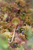 Drosera rotundifolia